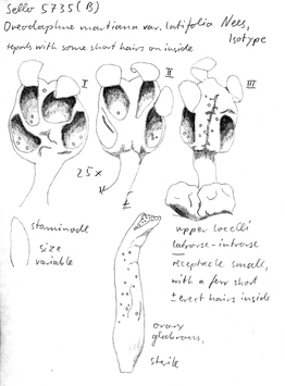 Vorschaubild Oreodaphne martiana var. latifolia Nees